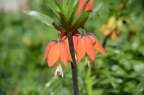 Sirnak'ta 'Ters Laleler' Kartpostallik Görüntü Olusturdu