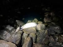 Kocaeli'de Ölü Yunus Sahile Vurdu