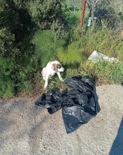 Yavru Köpegi Agzi Bagli Posete Koyup Yol Kenarina Atmislar