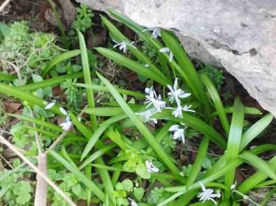 Halfeti'de Sessiz Festival