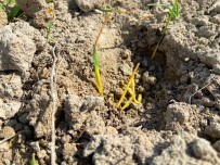 Konya Ovasi'ndaki Yagislar, Geçen Yila Oranla Yüzde 55 Azaldi