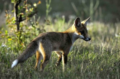 Fransa'da Kus Gribi Tespit Edildi
