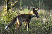 Fransa'da Kus Gribi Tespit Edildi