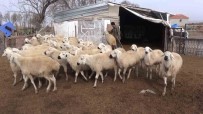 Karamanli Üreticiler, Yabanci Uyruklu Çoban Ve Tarim Isçileri Için Sabit Maas Düzenlemesi Istiyor Haberi
