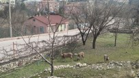 Tunceli'de Yaban Keçileri Sokaklari Mesken Tuttu Haberi