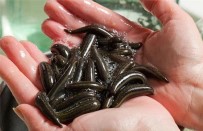 Türkiye'nin Ihraç Ettigi Tibbi Sülügün Büyük Bir Kismini Samsun Karsiliyor