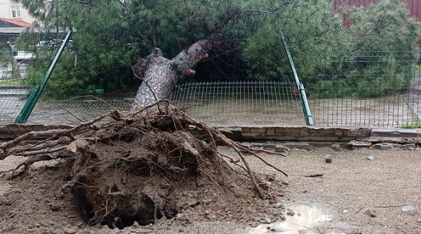 Balıkesir'deki yağış, çam ağacını kökünden devirdi