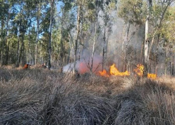 Mersin'de orman yangını
