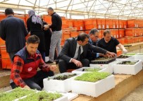 Bingöl'de Yüzde 75 Hibe Ile 750 Bin Adet Fide Dagitilacak