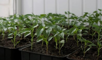 Erzincan'da Çiftçilere Fide Destegi