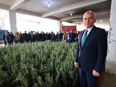 40 Bin Zeytin Fidani Atil Tarim Arazileriyle Bulusacak