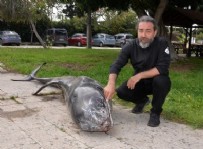ERDEMLİ - Mersin’de kıyıya vurdu: 3 metre uzunluğunda 360 kilogram ağırlığında!