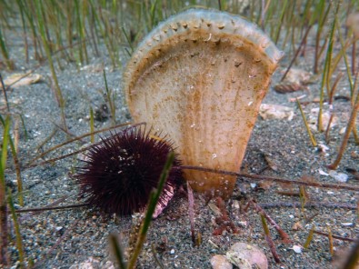 Marmara Denizi Için Yeni Umudun Adi Açiklamasi Pina