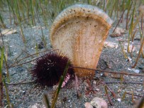 Marmara Denizi Için Yeni Umudun Adi Açiklamasi Pina