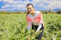 Seferihisar'in Enginarlari Hasat Ediliyor