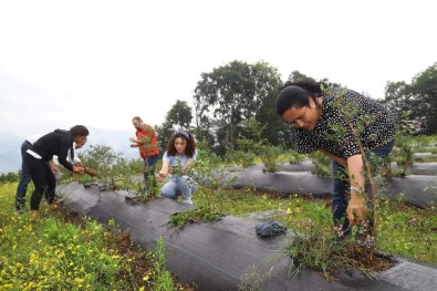 Ordu'daki Mavi Yemis Alanlari Büyüyor