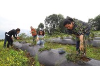 Ordu'daki Mavi Yemis Alanlari Büyüyor