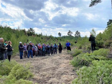 Tavsanli Kizilçam Ormanlarinda Siklik Bakim Çalismalari