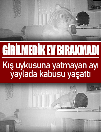 Davunlu Obası’nda ayı kabusu: Dört aydır yaylada girilmedik ev bırakmadı