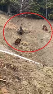 Yol Kenarina Inen Ayilar Kamerada