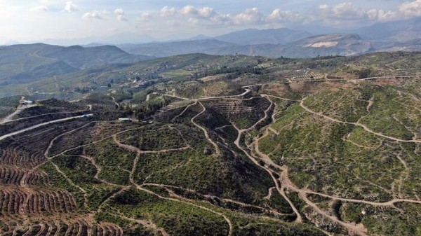 Manavgat yangını sonrası ormanlık alanda yapılan çalışmalar 21 ay sonrası meyve verdi