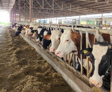 Söke'de 36 Bin 250 Büyükbas Hayvan Asilandi