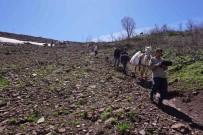 Terörün Yerini Huzura Biraktigi Daglar, Insanlarla Dolup Tasti