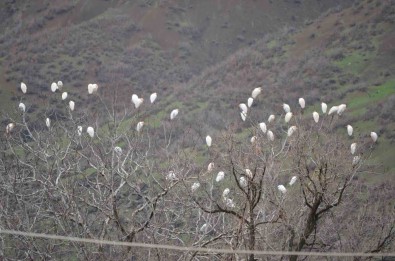 Baharin Habercisi Leylekler Sirnak Yaylalarina Ulasti