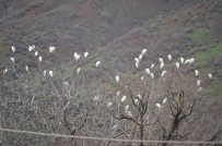 Baharin Habercisi Leylekler Sirnak Yaylalarina Ulasti