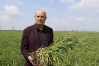 Bugdayda Rekolteyi Yagacak Yagmurlar Belirleyecek