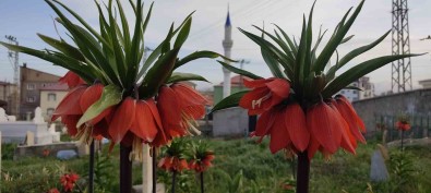 Yüksekova'da Bir Aylik Ömürleri Olan Ters Laleler Çiçek Açti