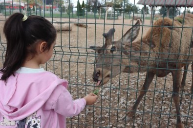Vatandaslar Bayramda Hayvanat Bahçesine Akin Etti Açiklamasi 100 Bin Ziyaretçi