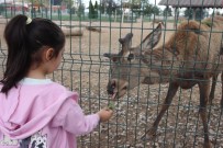 Vatandaslar Bayramda Hayvanat Bahçesine Akin Etti Açiklamasi 100 Bin Ziyaretçi