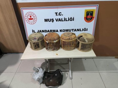 Mus'ta Keklik Avlayan 5 Kisiye 72 Bin 249 TL Idari Ceza Verildi