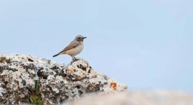 Yer: Mardin! İlk kez objektife yakalandı