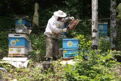 Bal Ormani Sayisinin Iki Yil Içerisinde 844'E Çikarilmasi Planlaniyor