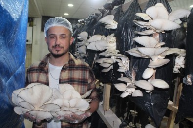 Tir Soförlügünü Birakip Hayallerinin Pesinden Gitti Yakin Arkadasiyla Birlikte Istiridye Mantari Üretimine Basladi