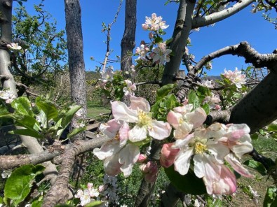 Egirdir'de Elma Agaçlari Çiçek Açti
