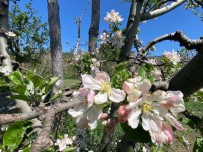 Egirdir'de Elma Agaçlari Çiçek Açti Haberi