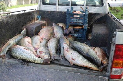 Elazig'da Kaçak Avlanan 2,5 Ton Balik Ele Geçirildi