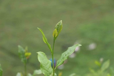 Of Ziraat Odasi Baskani Saral Açiklamasi 'Yas Çay Fiyati Bu Yil En Az 15 Olmali'
