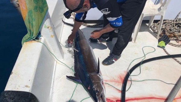 Mızrakla yakaladılar: Tam 2 metre uzunluğunda, 50 kilo!