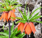 Cebinizde 244 Bin Lira Olmadan Bu Çiçegi Kopartmayin