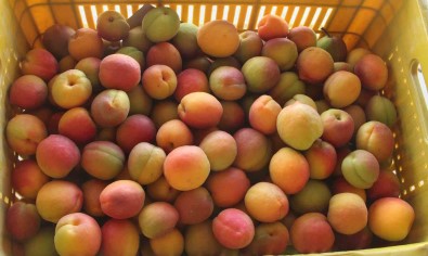 Mersin'de Açik Alanda Kayisi Hasadi Basladi