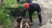 Akar Borusuna Sikisan Köpegi Itfaiye Ekipleri Kurtardi Haberi