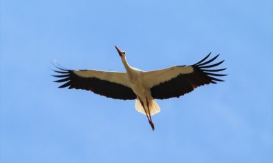 Aydin'da Leylek Sayimlari Tamamlandi