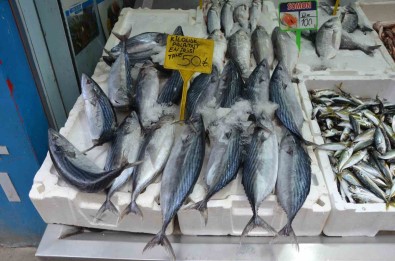 Balikçilarin Yüzü Palamut Ile Güldü