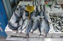 Balikçilarin Yüzü Palamut Ile Güldü