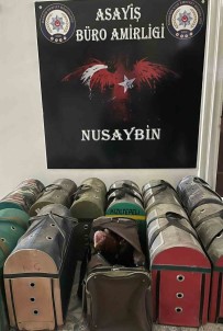 Mardin'de Horoz Dövüstürenlere Operasyon Açiklamasi 5 Gözalti