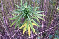 Türkiye'nin 2023 Yili Kenevir Ekim Alaninin 6 Bin 500 Dekar Olmasi Bekleniyor